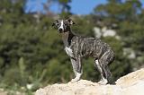 WHIPPET 114